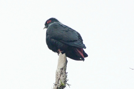 Madagascan blue pigeon